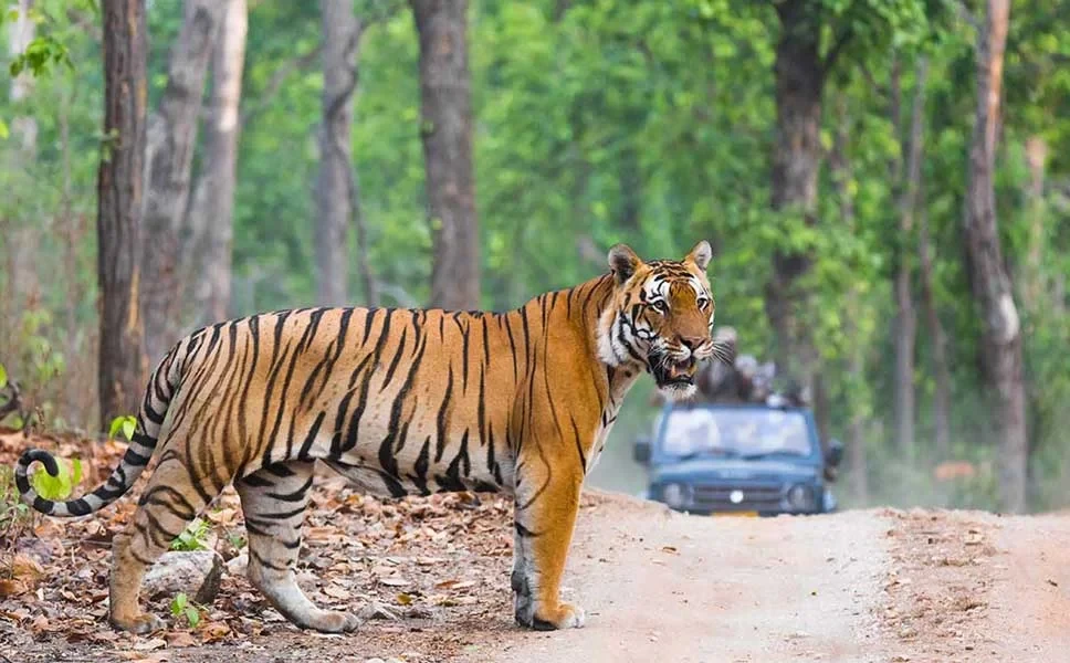 Ranthambore