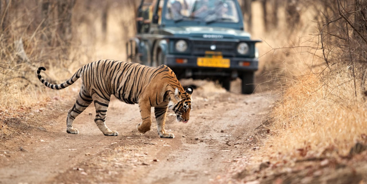 ranthambore tours