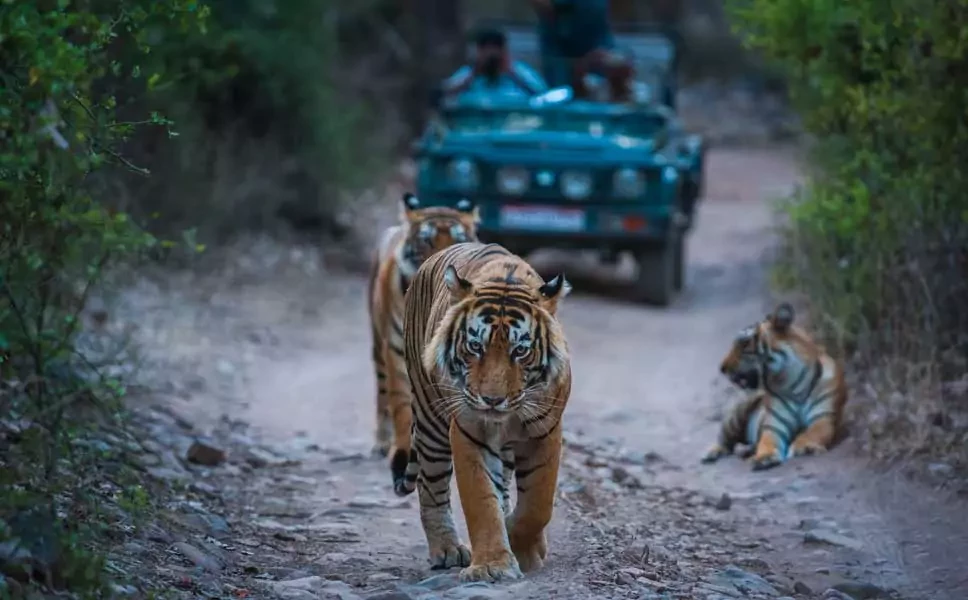 north india with tigers