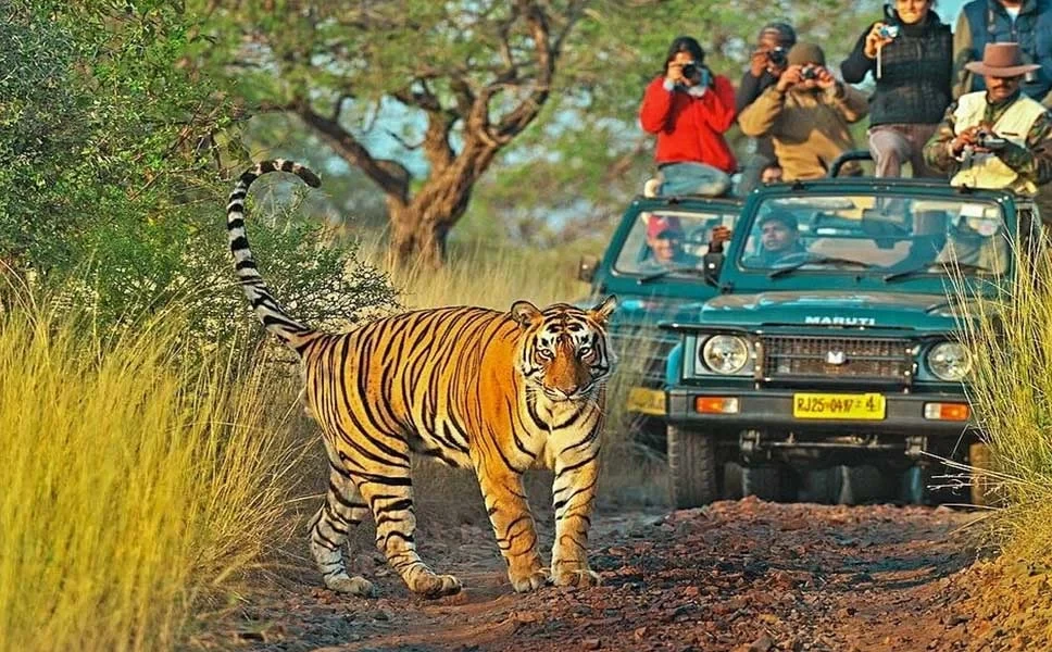 ranthambore tour