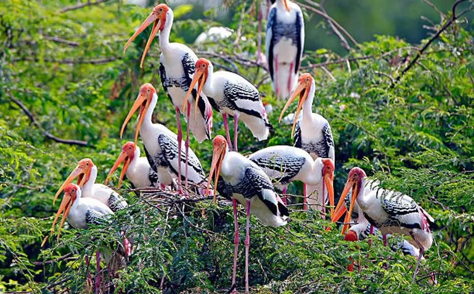 Bharatpur Bird Sanctuary