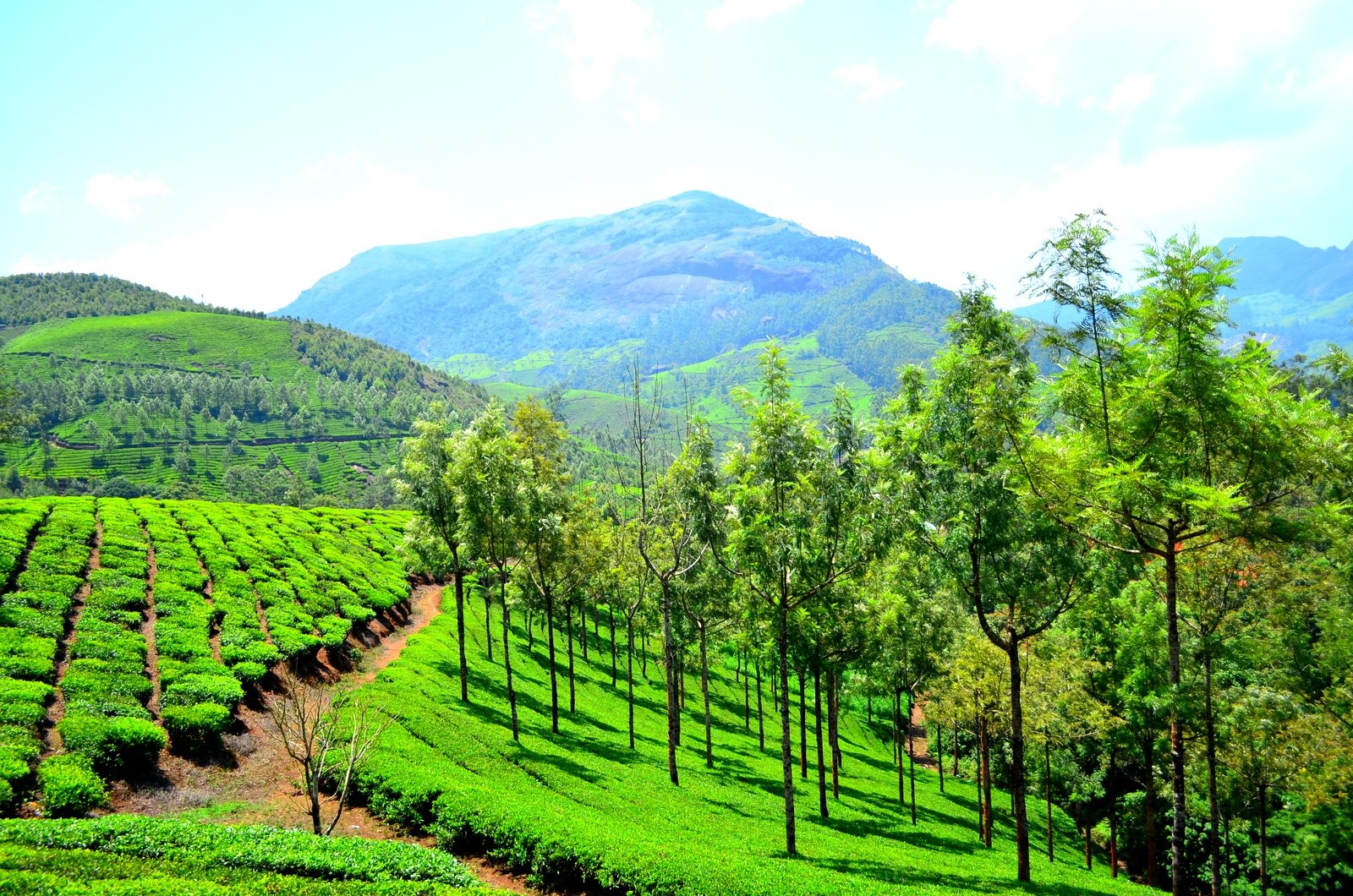 Munnar tour