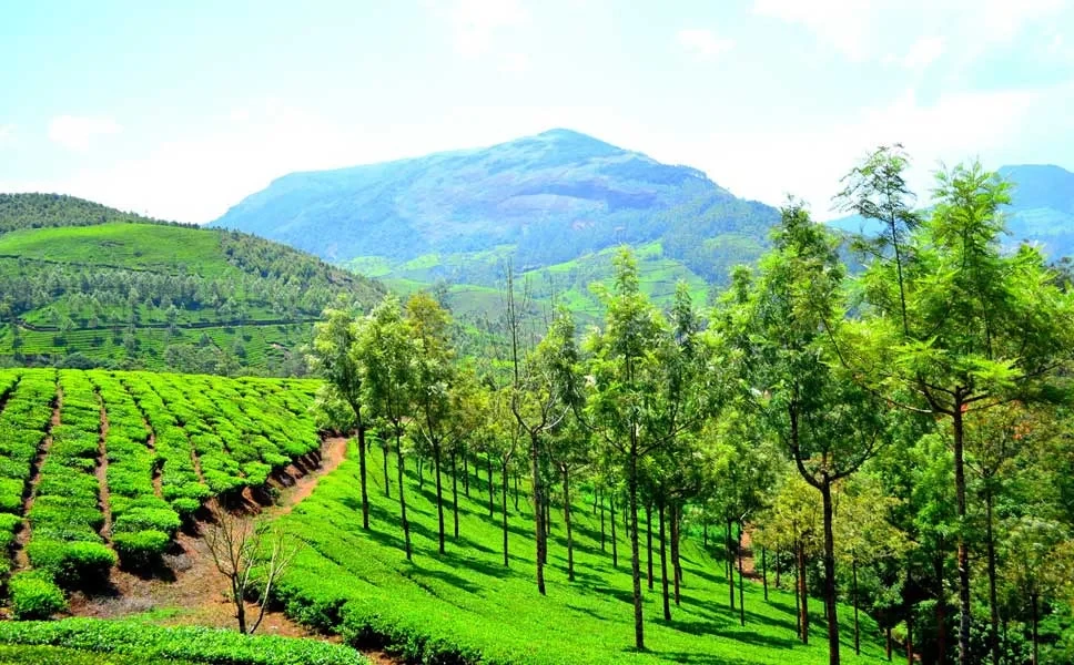 munnar tour